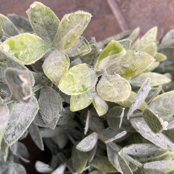 Bundle of 5 Faux Greenery - Picture 13 of 17